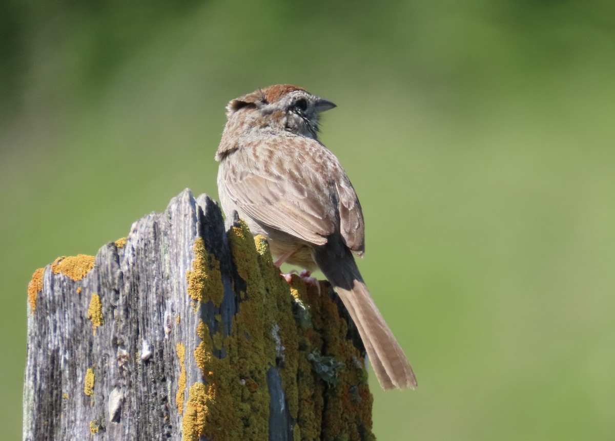 Rufous-crowned Sparrow - ML617599960