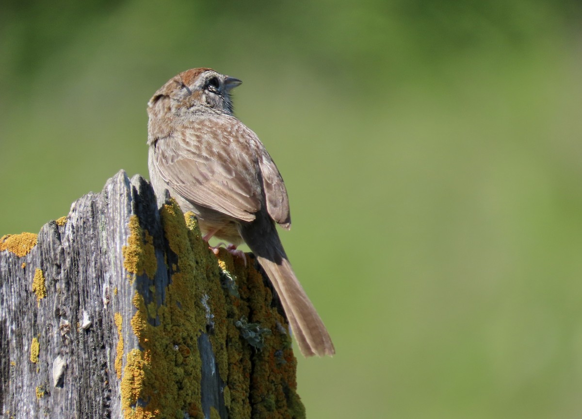 Rufous-crowned Sparrow - ML617599962