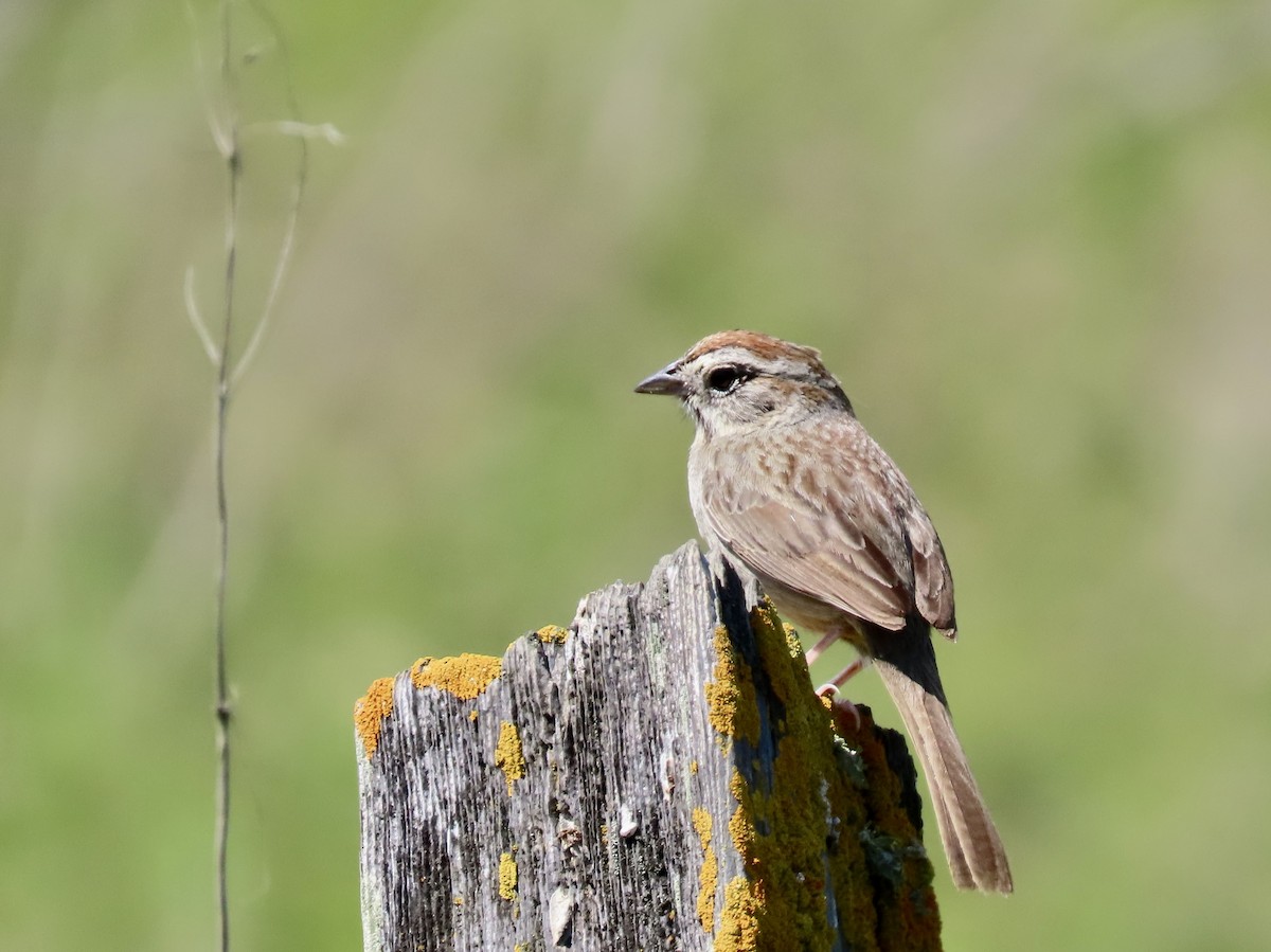 Rufous-crowned Sparrow - ML617599963