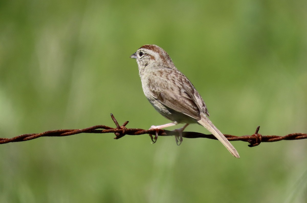 Rufous-crowned Sparrow - ML617599964