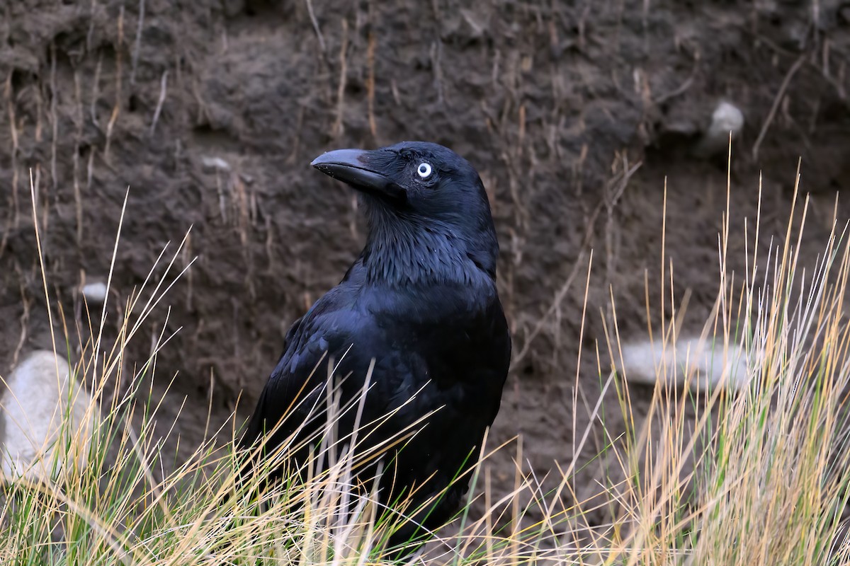 Forest Raven - Mark Lethlean