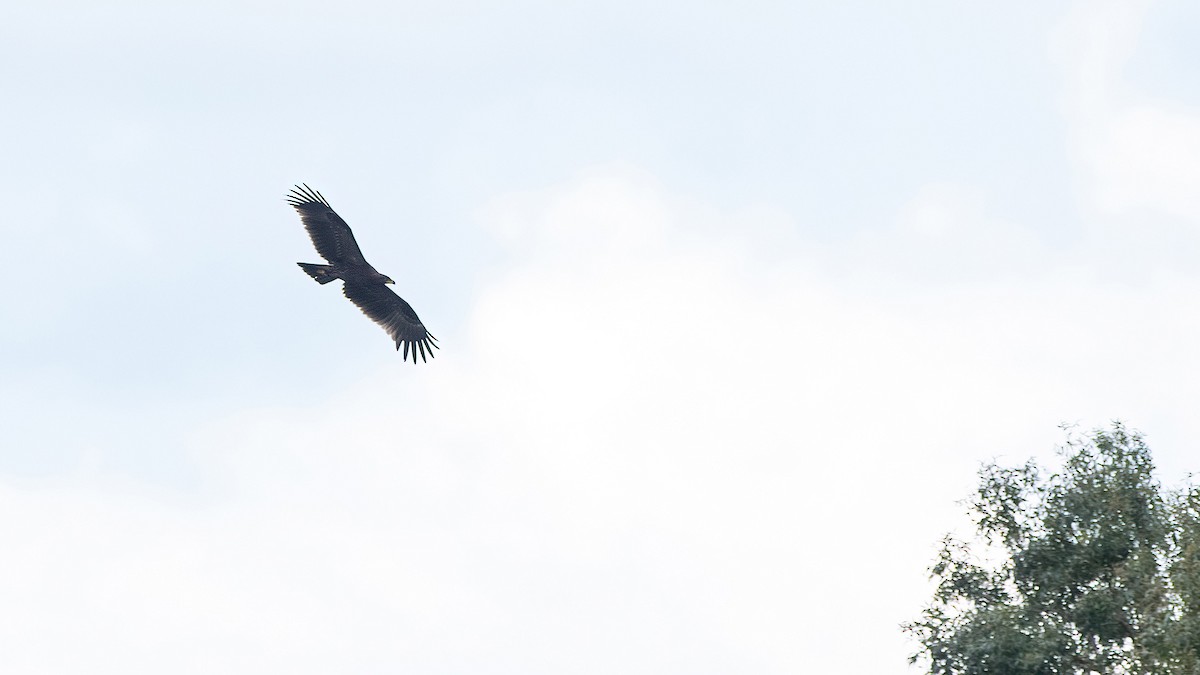 Greater Spotted Eagle - Murat SALTIK