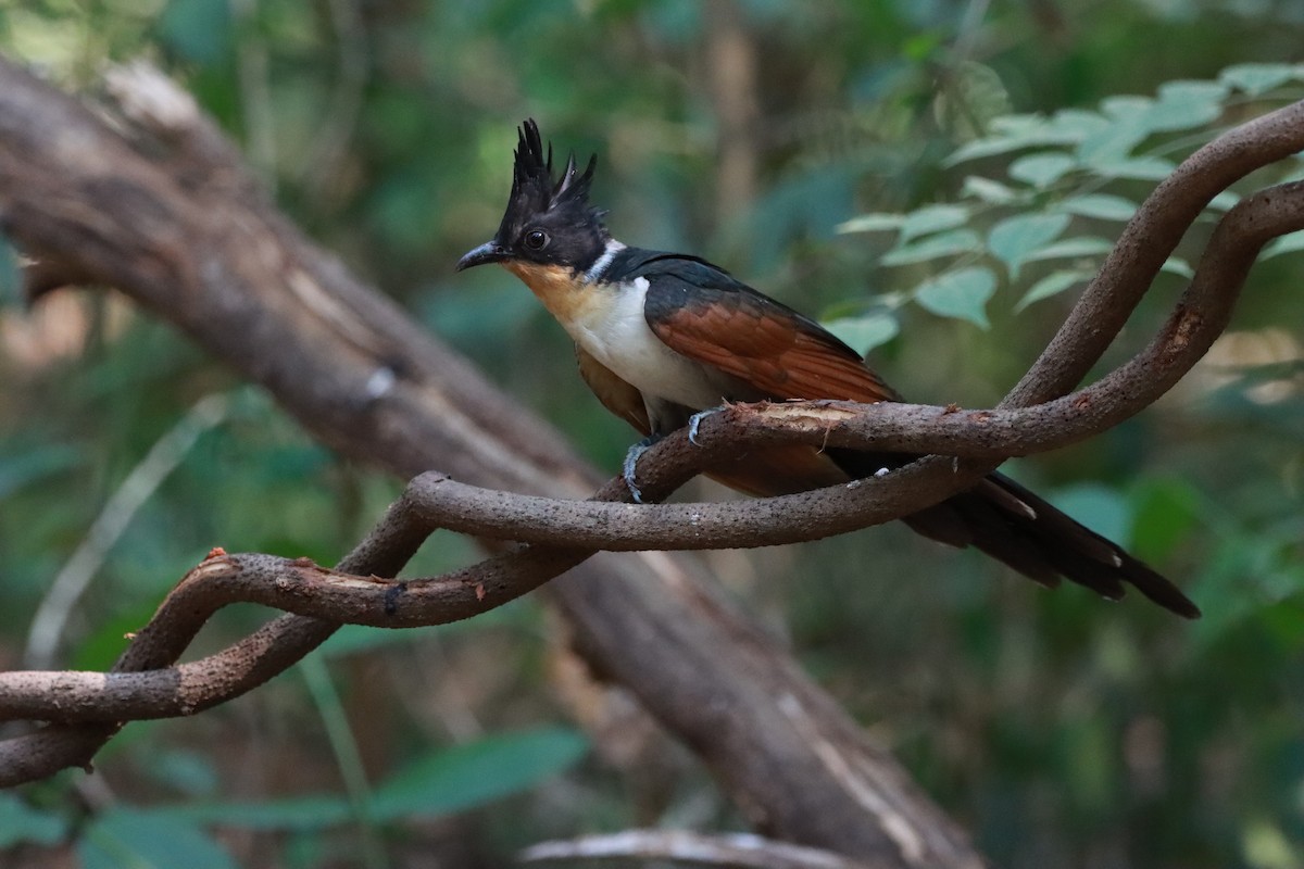 Chestnut-winged Cuckoo - Orathai Naumphan