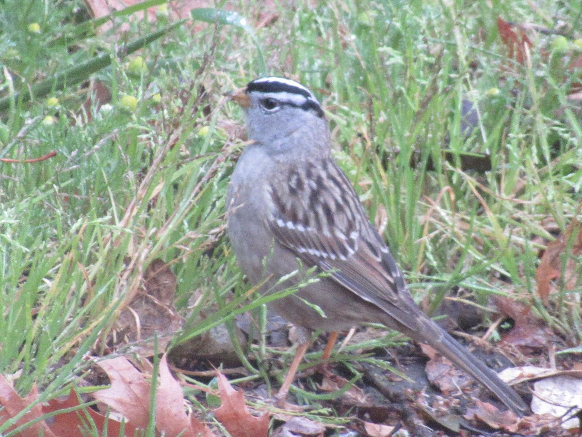 White-crowned Sparrow (Yellow-billed) - ML617600027