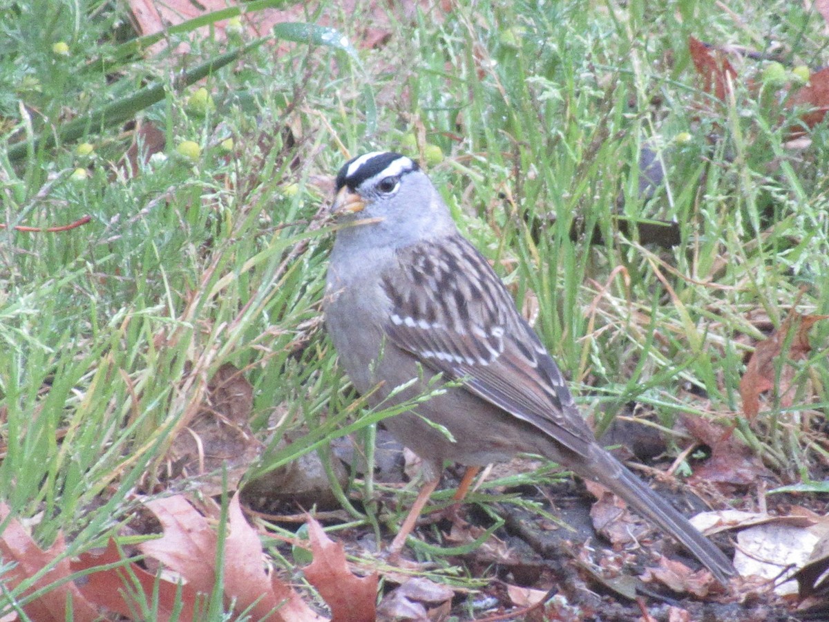 White-crowned Sparrow - ML617600028