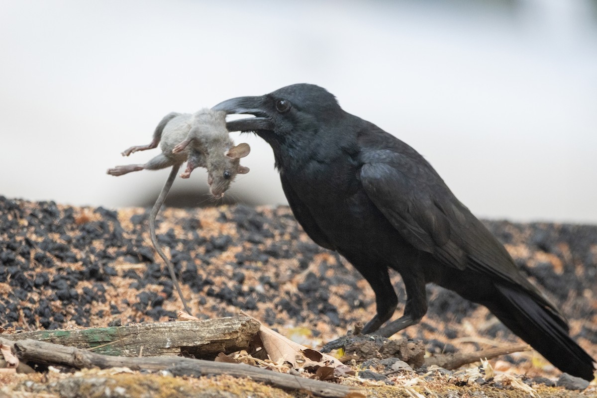 Large-billed Crow - Aditya Sethi