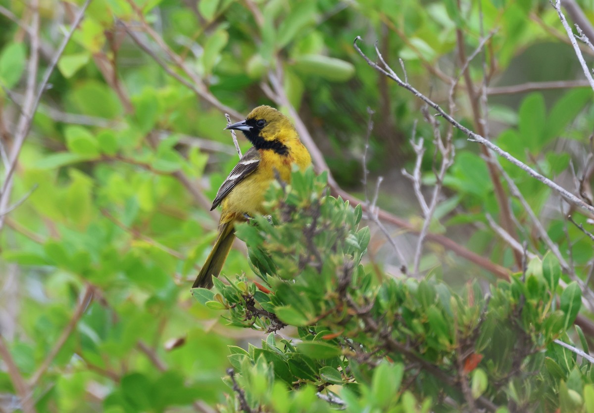 Orchard Oriole - ML617600098