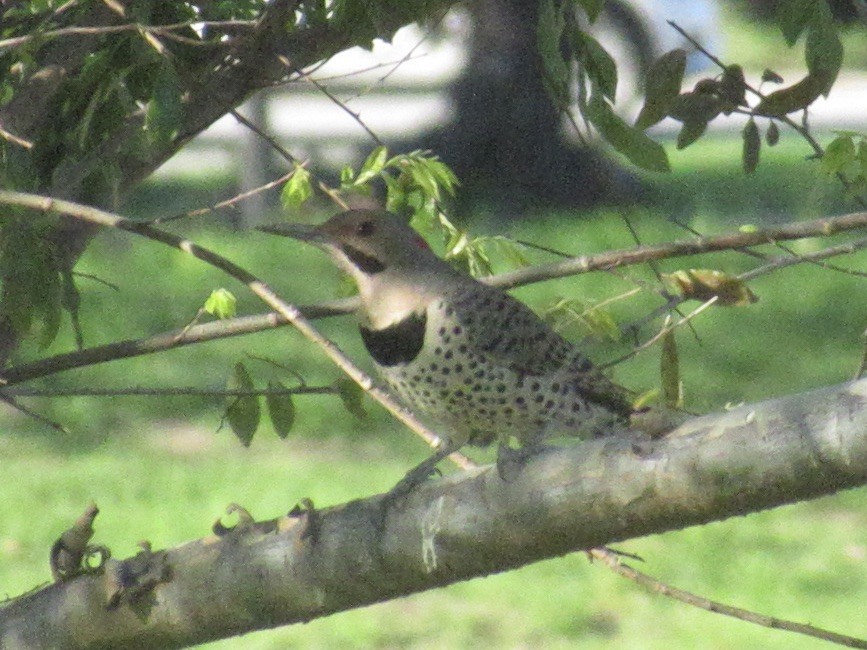 Northern Flicker (Yellow-shafted x Red-shafted) - ML617600099