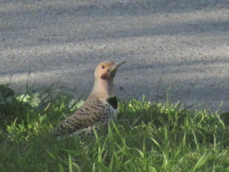 Northern Flicker (Yellow-shafted x Red-shafted) - Adam Burnett