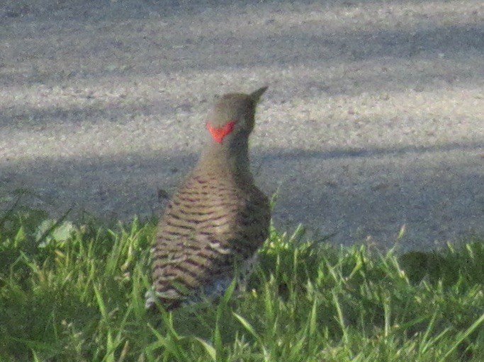 Northern Flicker (Yellow-shafted x Red-shafted) - Adam Burnett
