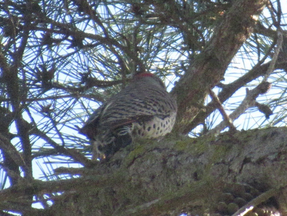 Northern Flicker (Yellow-shafted x Red-shafted) - ML617600103