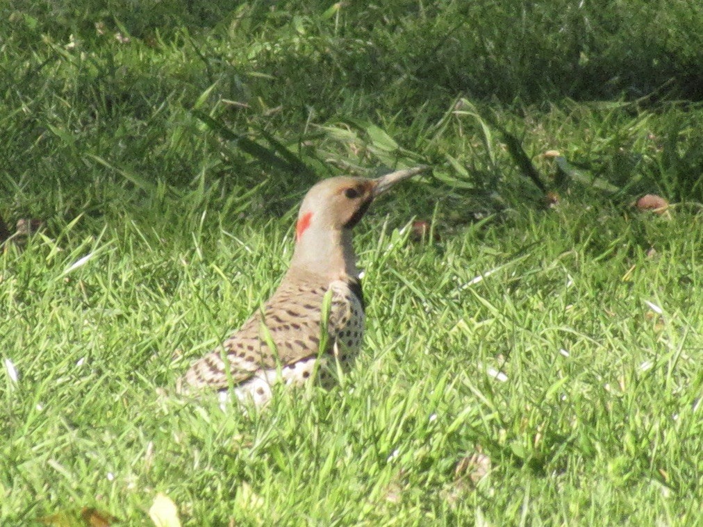 Northern Flicker (Yellow-shafted x Red-shafted) - ML617600104