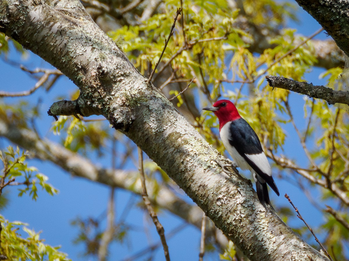 Red-headed Woodpecker - Richard Henderson