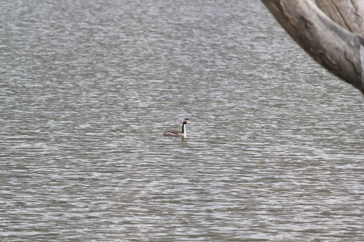 Great Crested Grebe - ML617600117