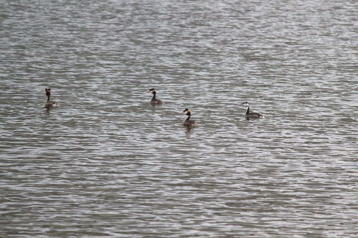 Great Crested Grebe - ML617600118