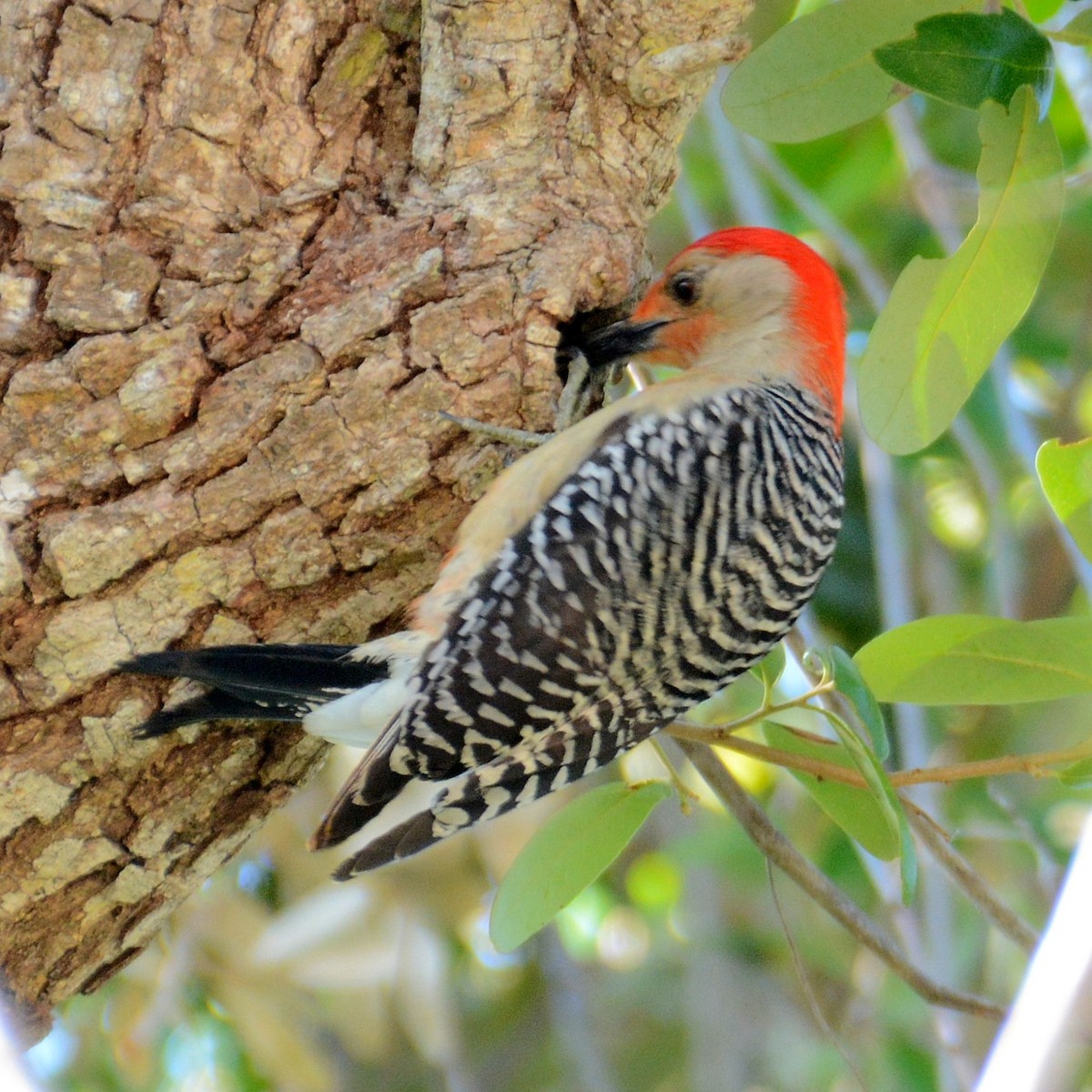 Red-bellied Woodpecker - John Whitehead
