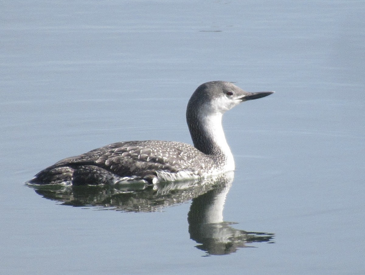 Red-throated Loon - ML617600137