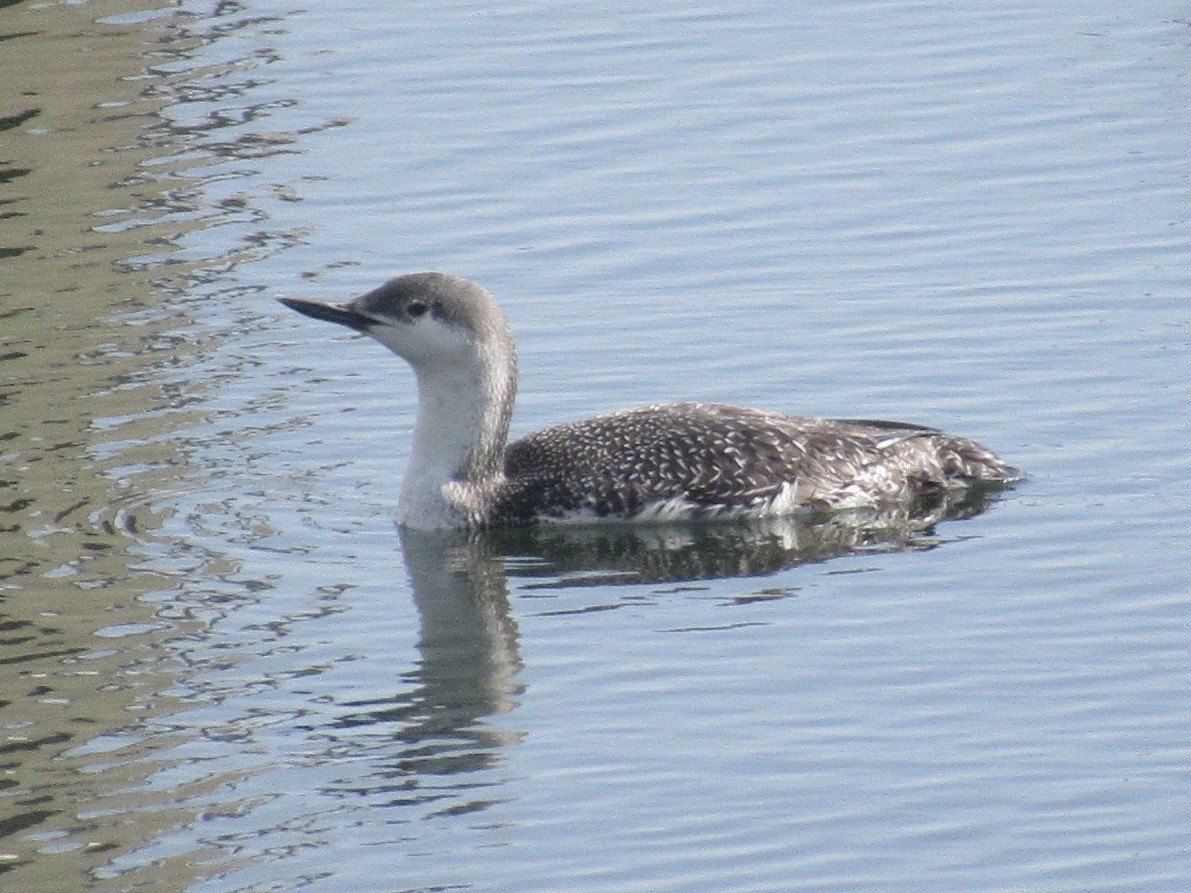 Red-throated Loon - ML617600138
