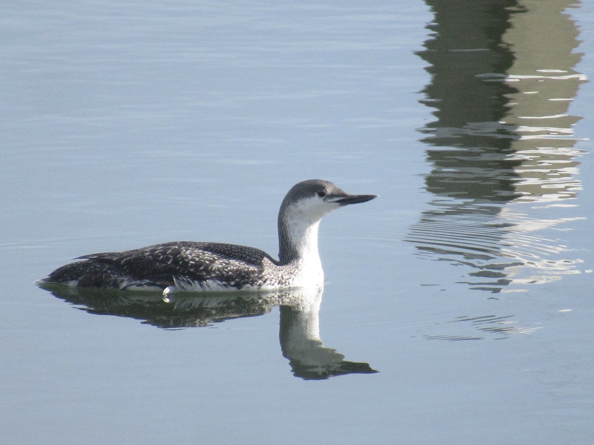 Red-throated Loon - ML617600139