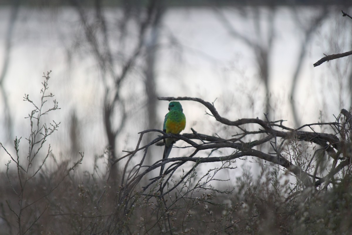 Red-rumped Parrot - ML617600149