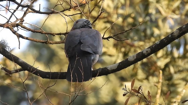 Nilgiri Wood-Pigeon - ML617600161