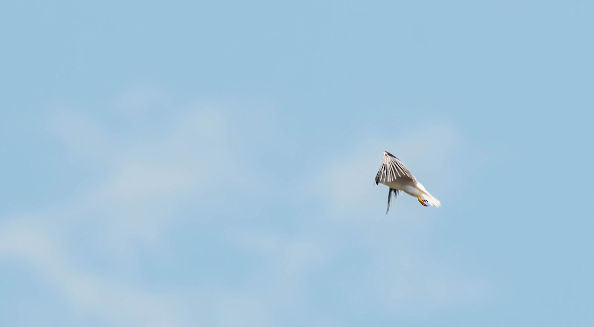 Black-shouldered Kite - ML617600163