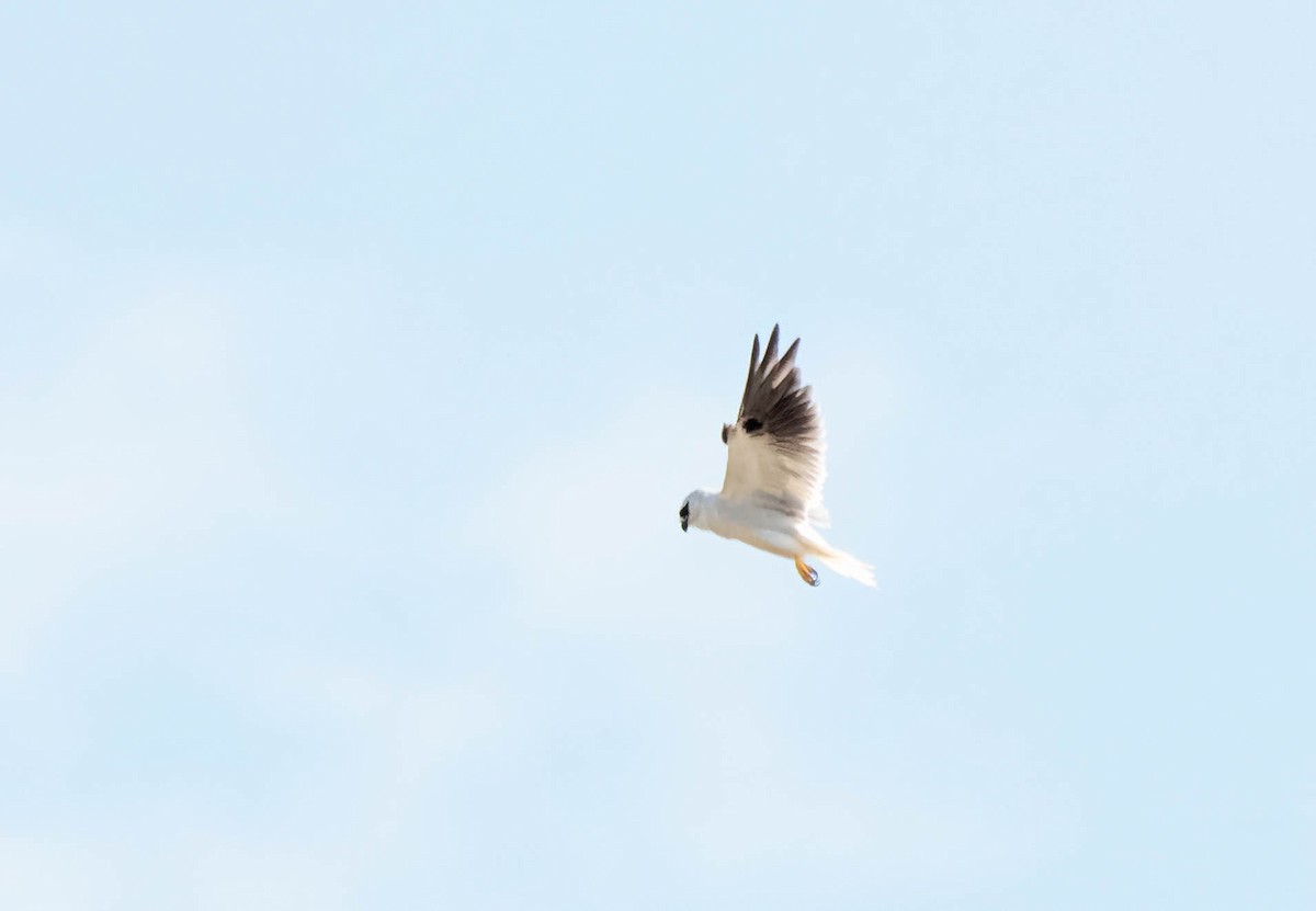 Black-shouldered Kite - Gordon Arthur