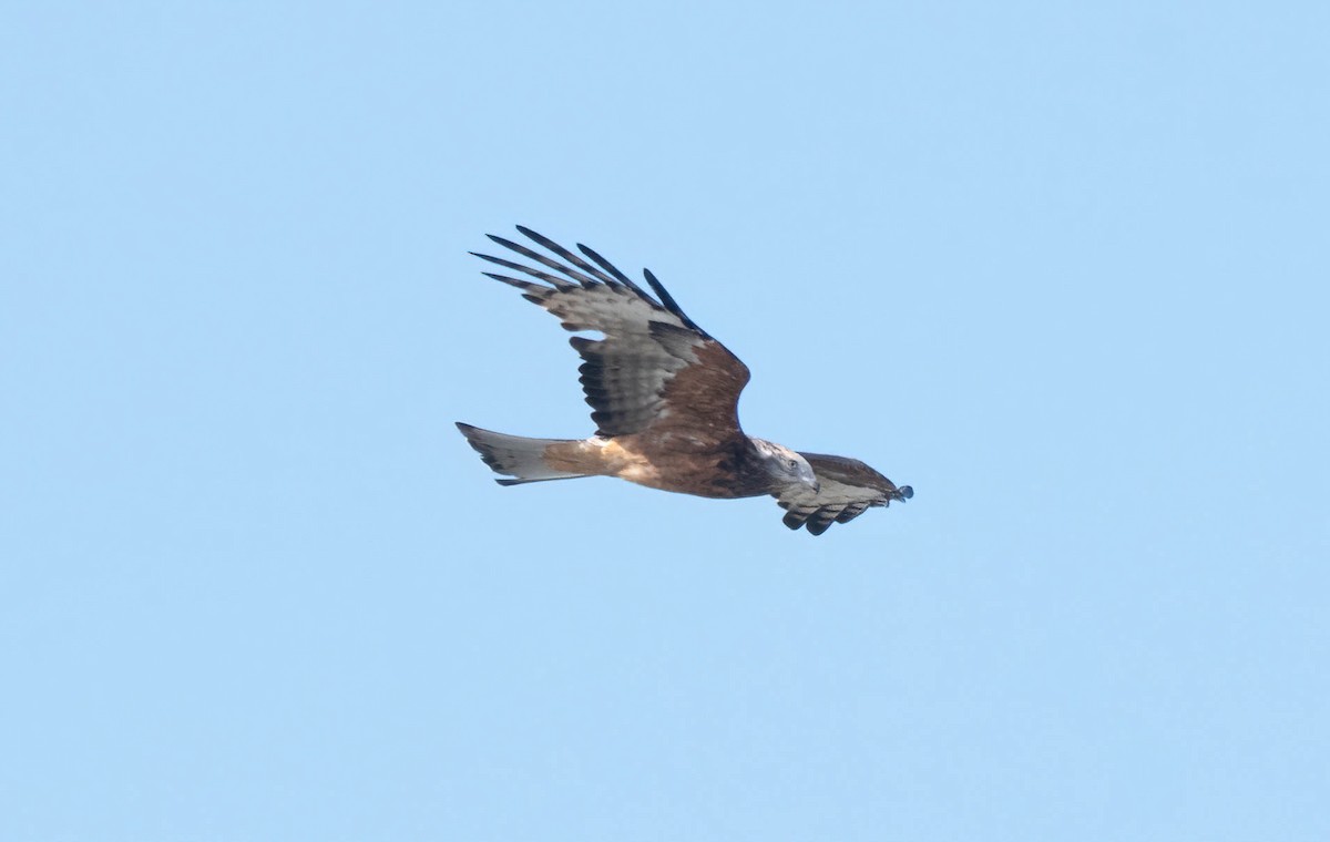 Square-tailed Kite - Gordon Arthur