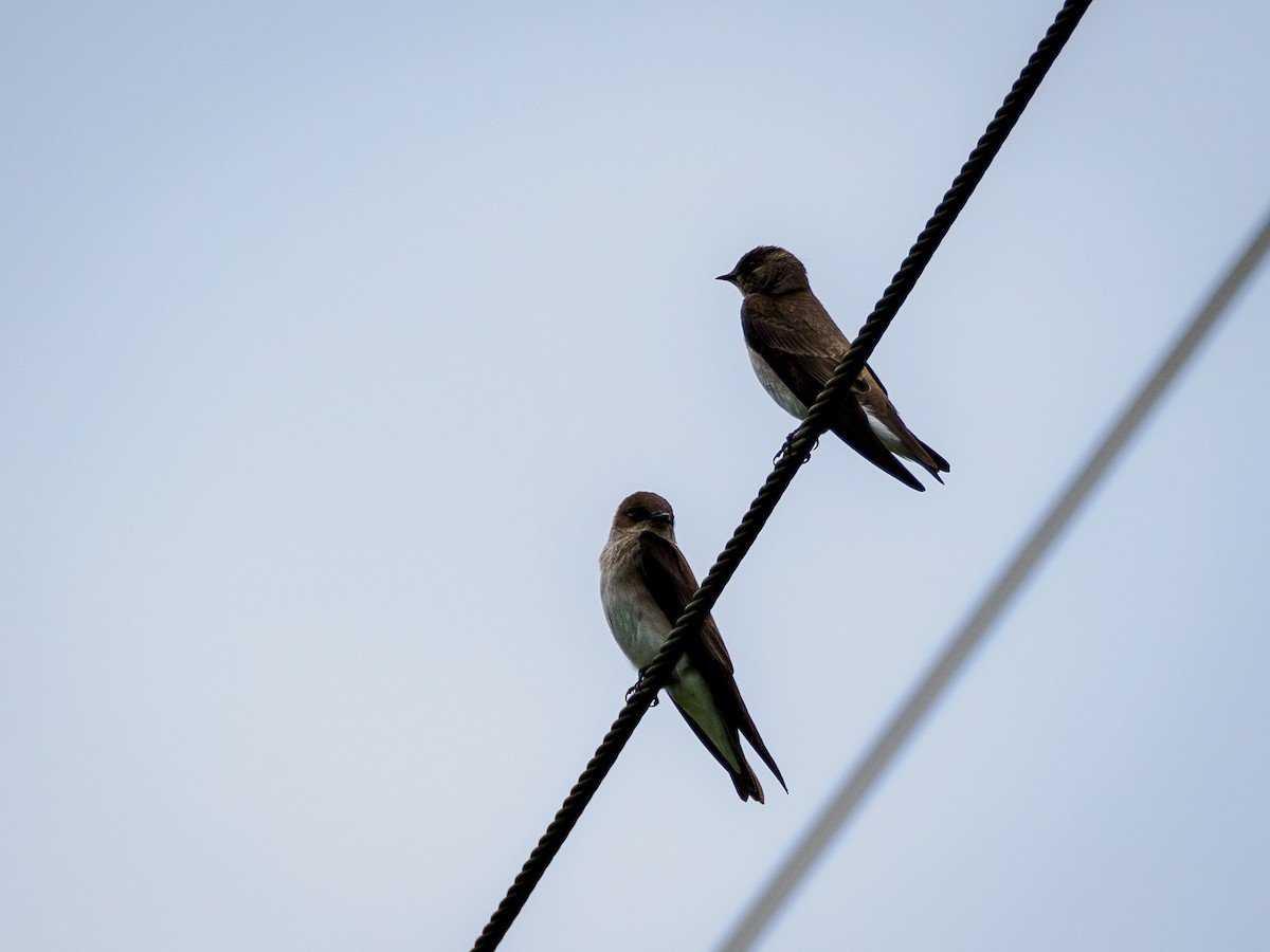 Northern Rough-winged Swallow - Richard Henderson