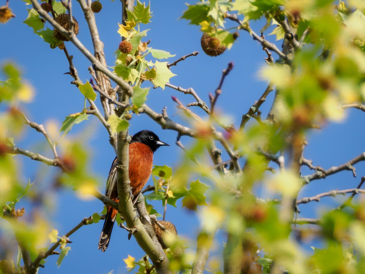 Orchard Oriole - ML617600183