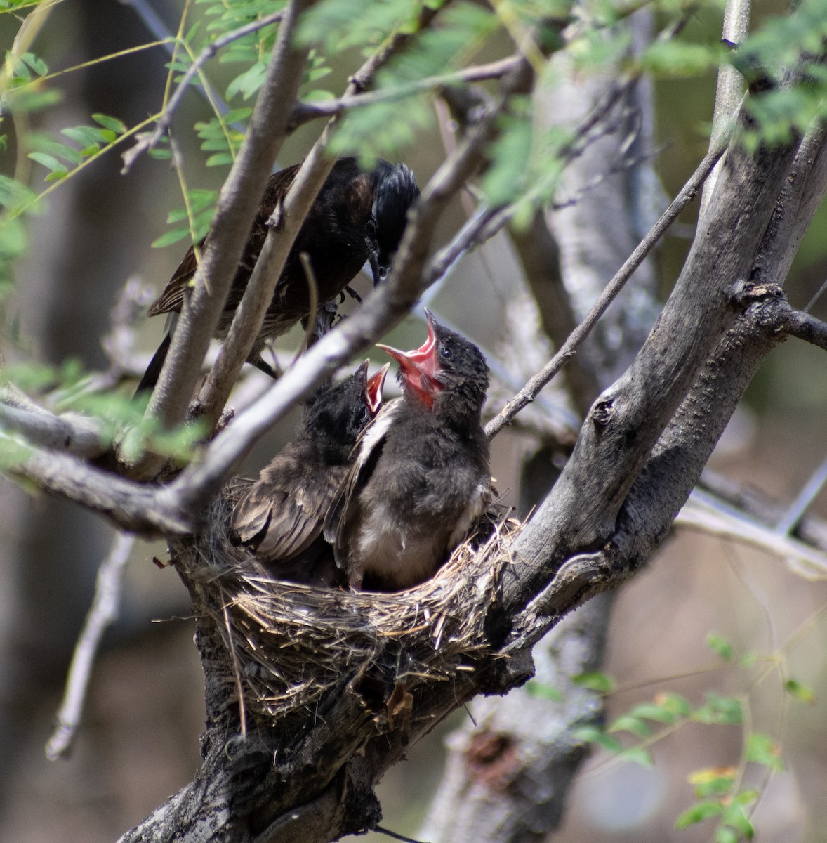 Red-vented Bulbul - ML617600196
