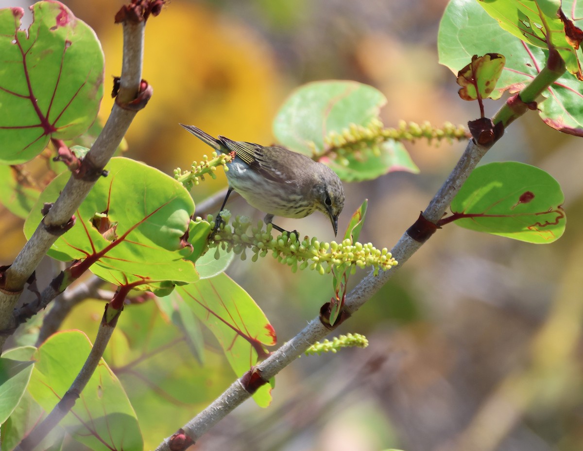 Cape May Warbler - ML617600216