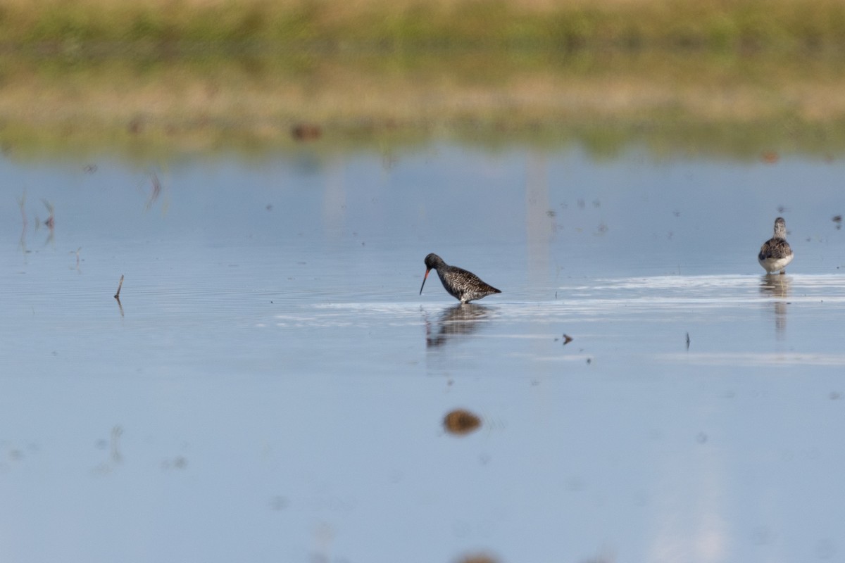 Spotted Redshank - ML617600219