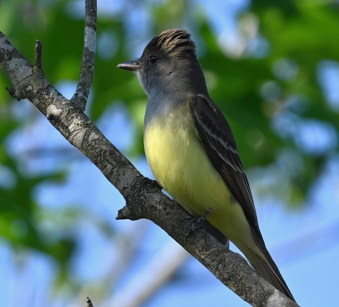 Great Crested Flycatcher - ML617600230