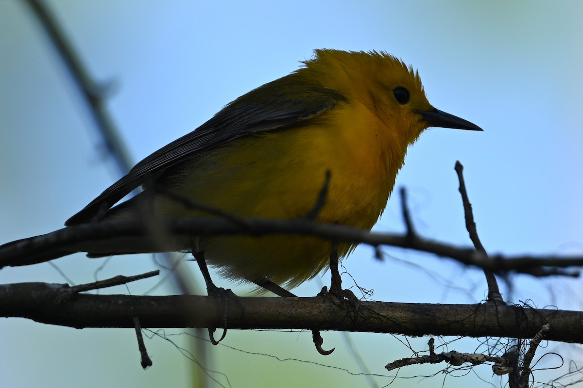 Prothonotary Warbler - ML617600232