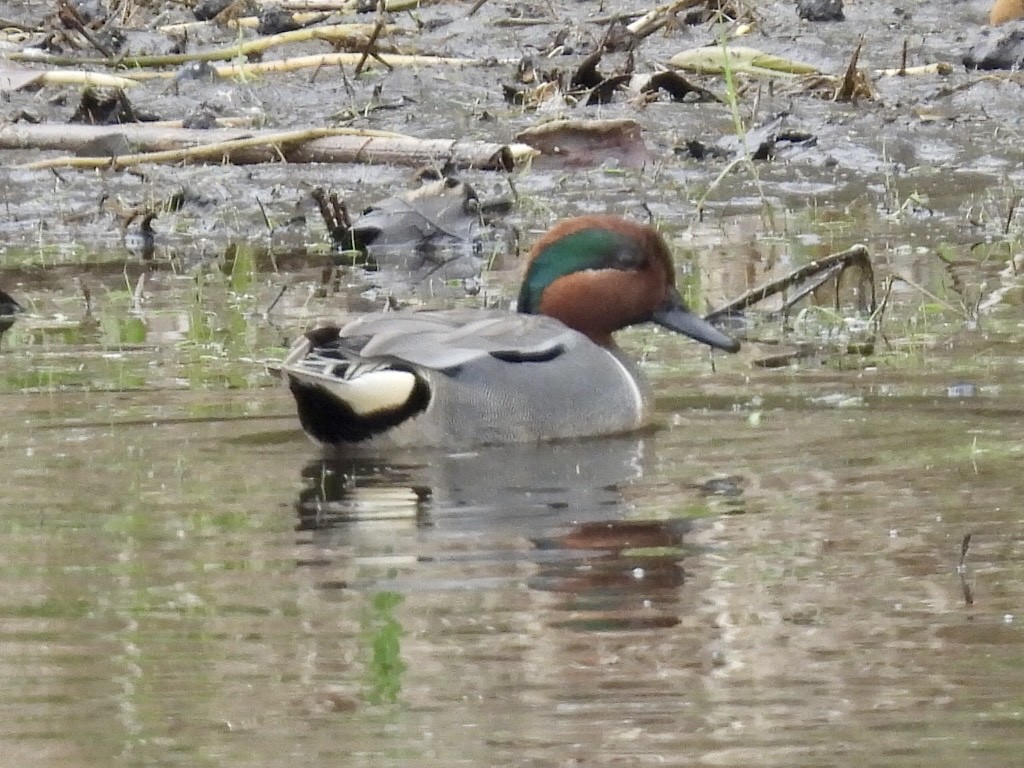 Green-winged Teal - ML617600240