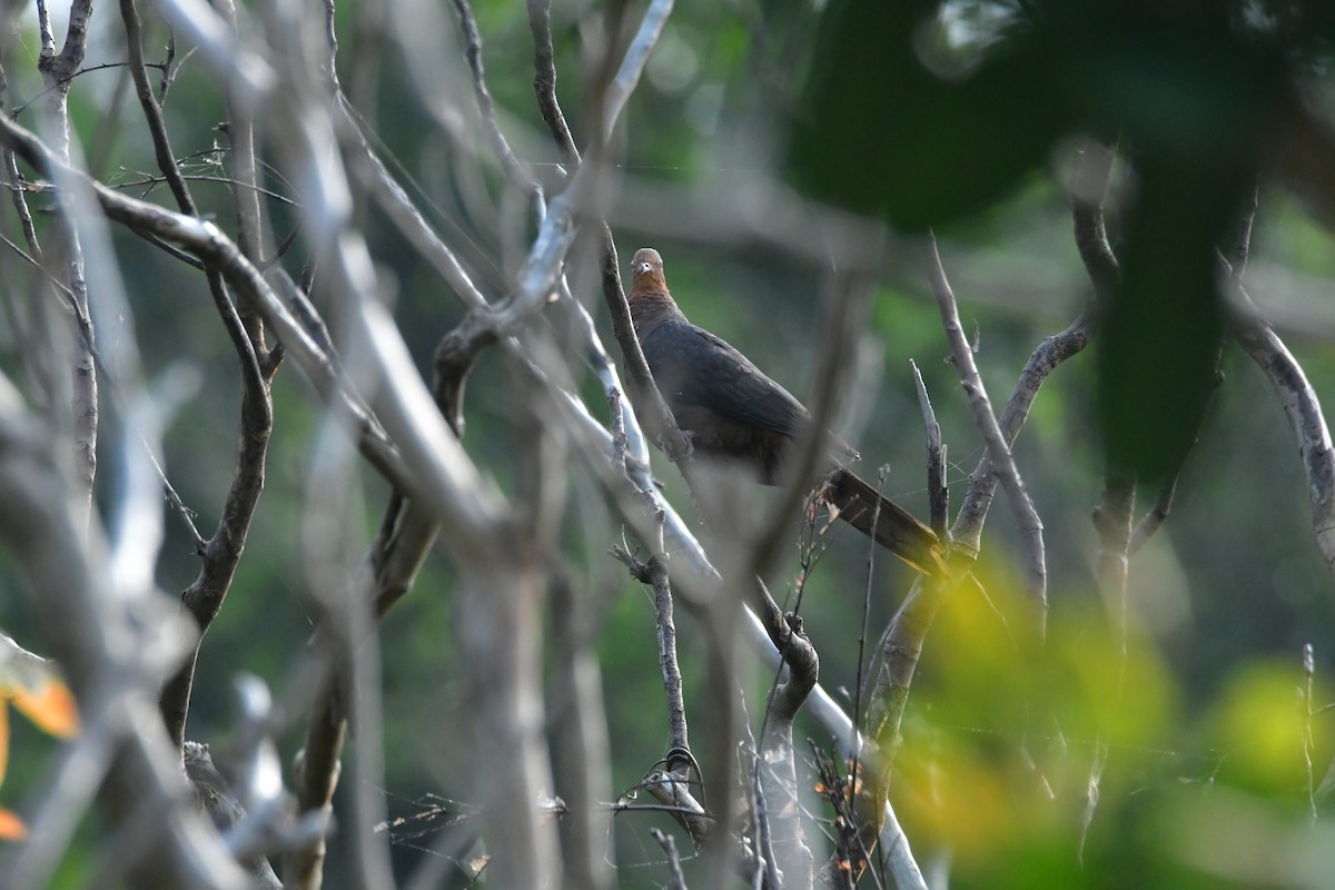 Philippine Cuckoo-Dove - Sun Wen-Xiang