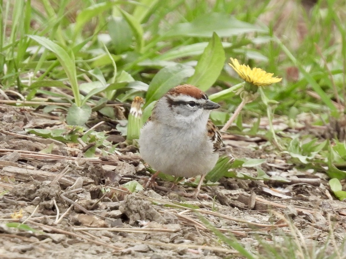 Chipping Sparrow - ML617600292