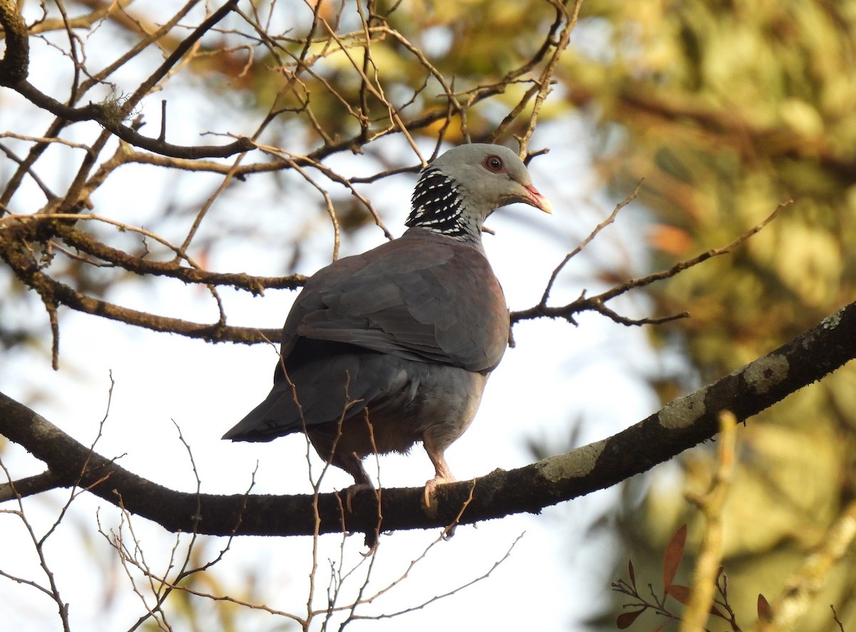 Nilgiri Wood-Pigeon - ML617600317