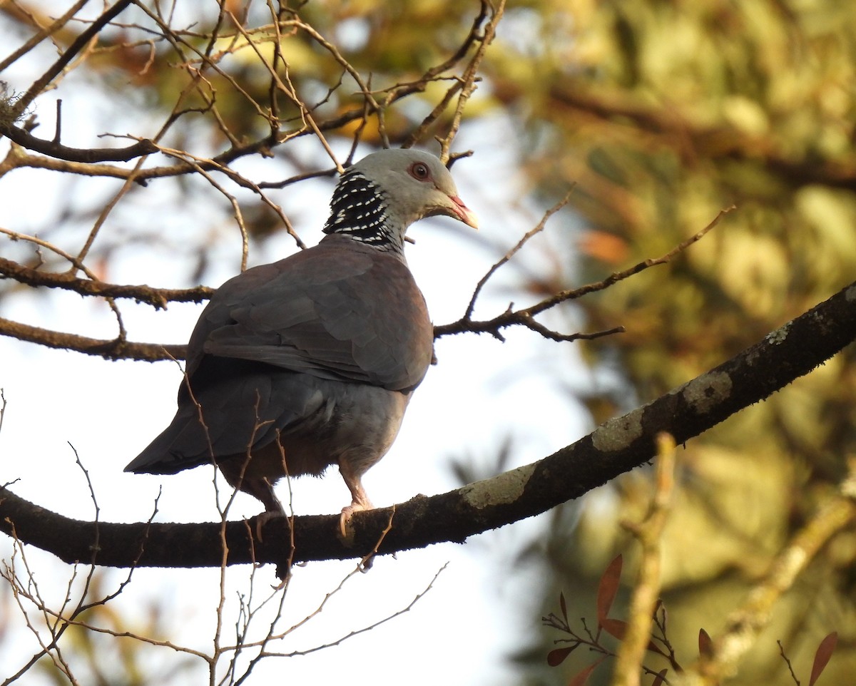 Nilgiri Wood-Pigeon - ML617600319