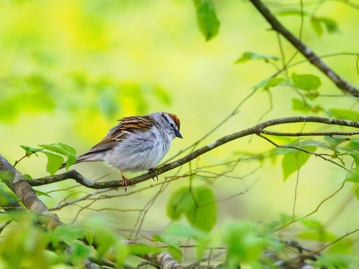Chipping Sparrow - Richard Henderson