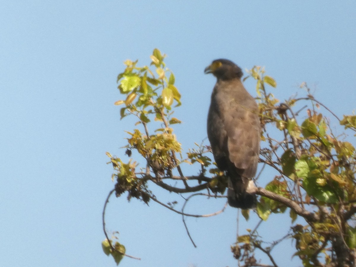 Crested Serpent-Eagle (Crested) - Mike Tuer