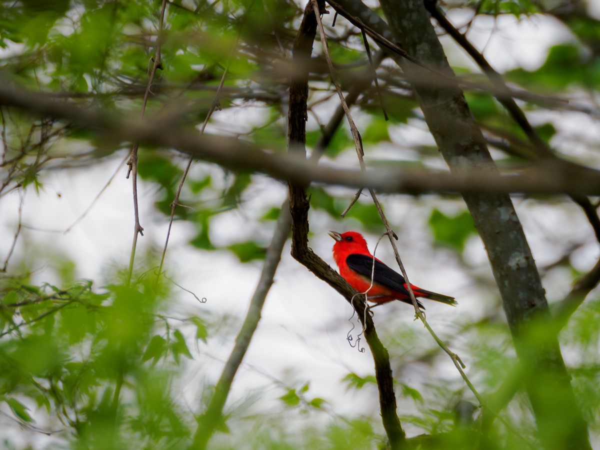 Scarlet Tanager - ML617600499