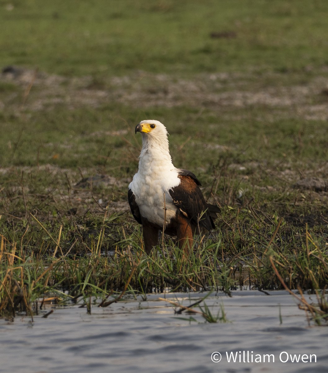 African Fish-Eagle - ML617600511