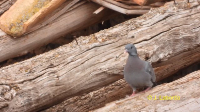Pigeon colombin - ML617600522