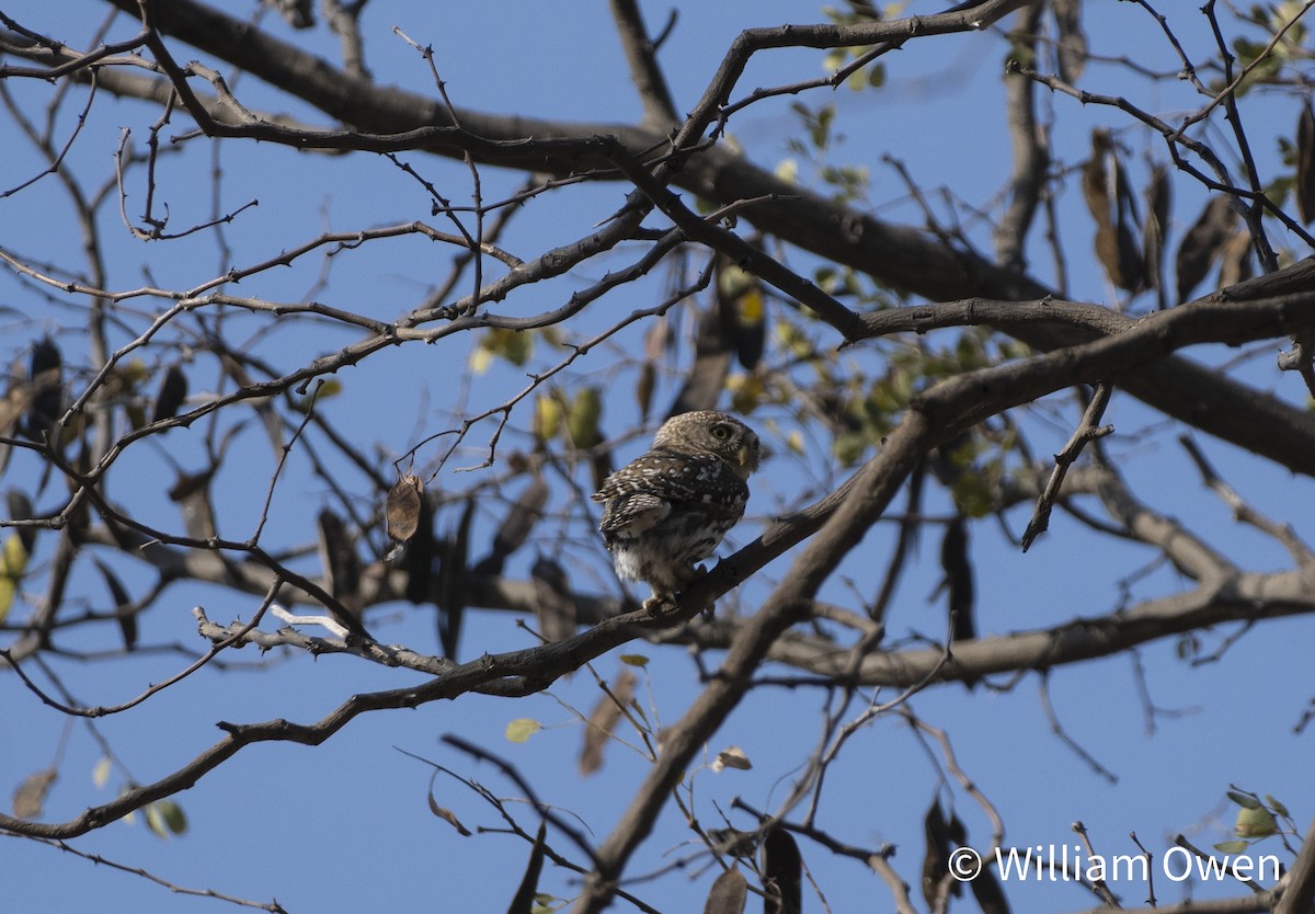 Pearl-spotted Owlet - ML617600524