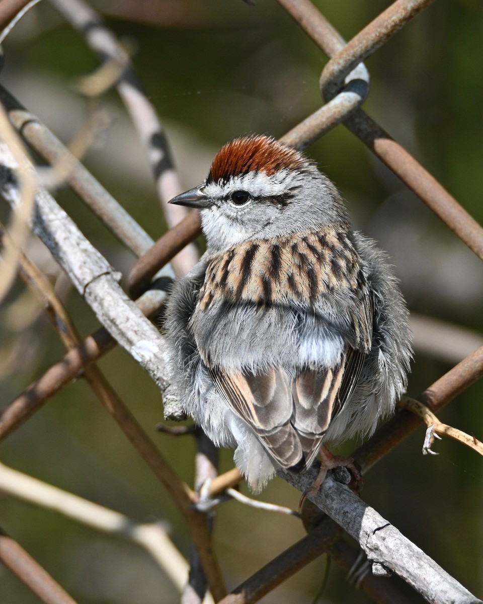 Chipping Sparrow - ML617600540