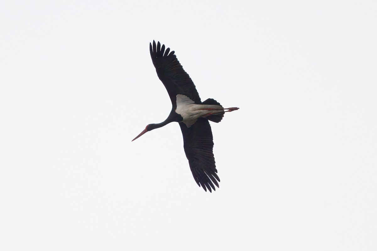 Black Stork - Martin Křížek