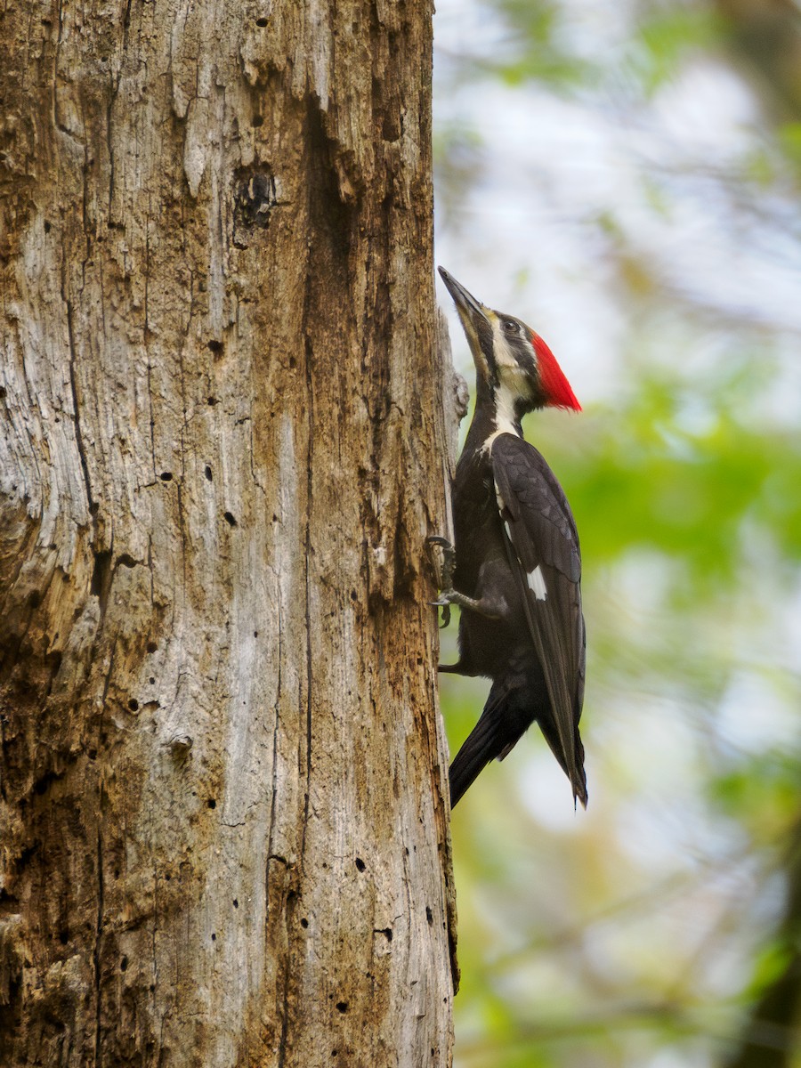Pileated Woodpecker - ML617600554