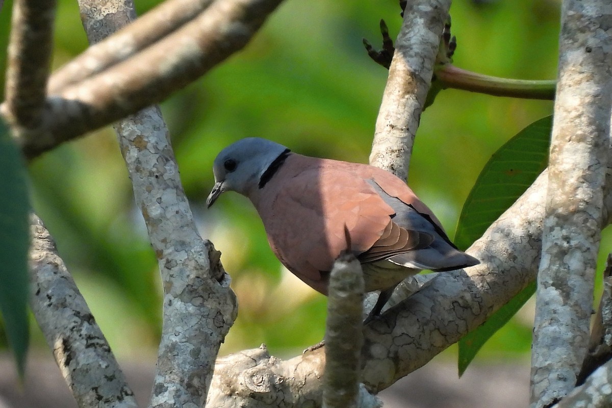 Red Collared-Dove - ML617600563